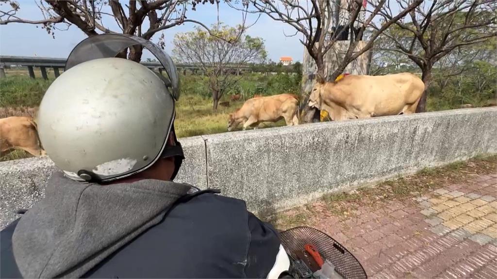 潮州奔牛節? 整群牛牛路上狂奔 警找到飼主要開罰