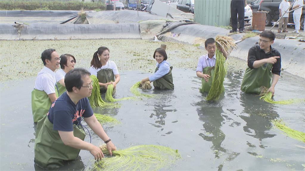 挺林慧欣選議員！　6立委穿青蛙裝洗水蓮相挺