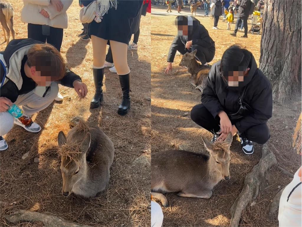 有影/台人「惡搞奈良鹿」!他嘻笑喊「拿賴打點火」…日網友開噴:沒家教