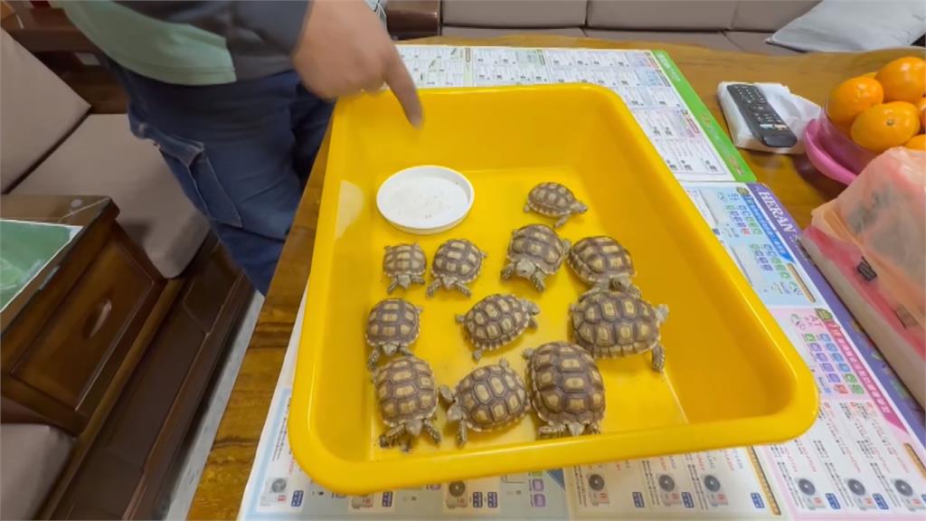 飼主替「視覺系萌寵」打造樂園　來自非洲的「牠們」在台落地生根