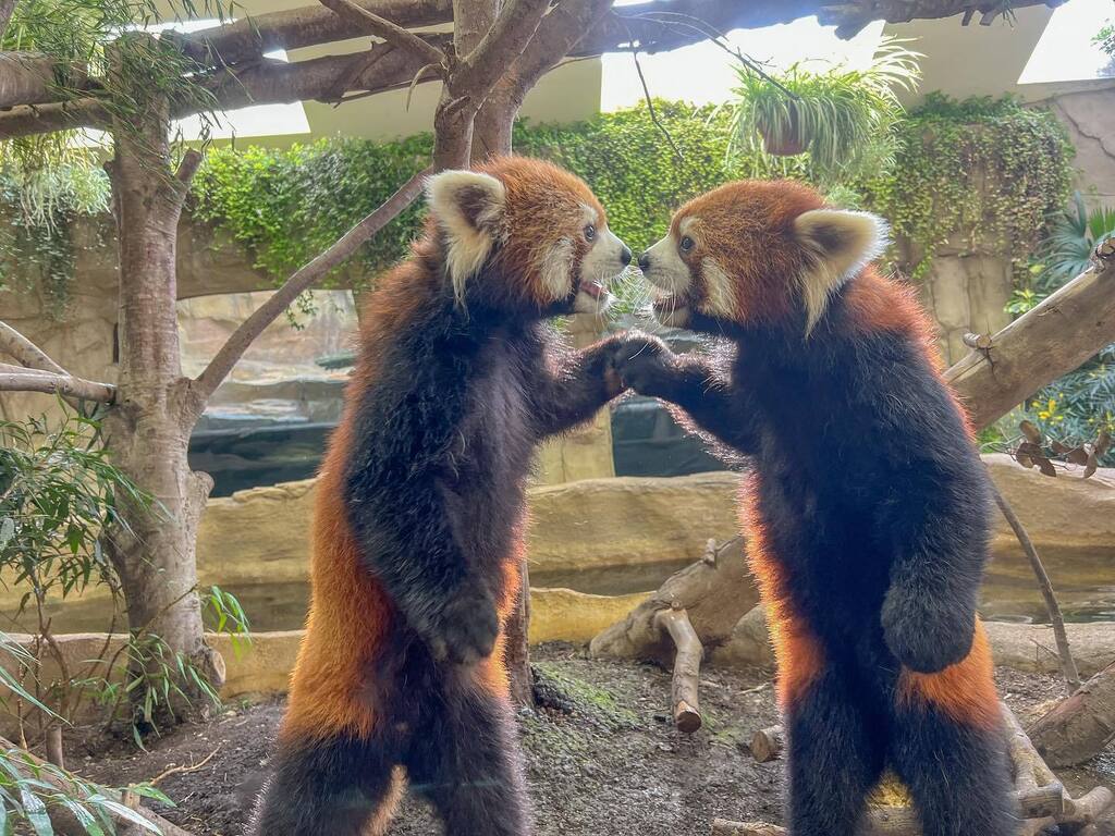 熊貓兄弟「拳頭硬了」準備幹架　下秒結局反轉「握手言和」