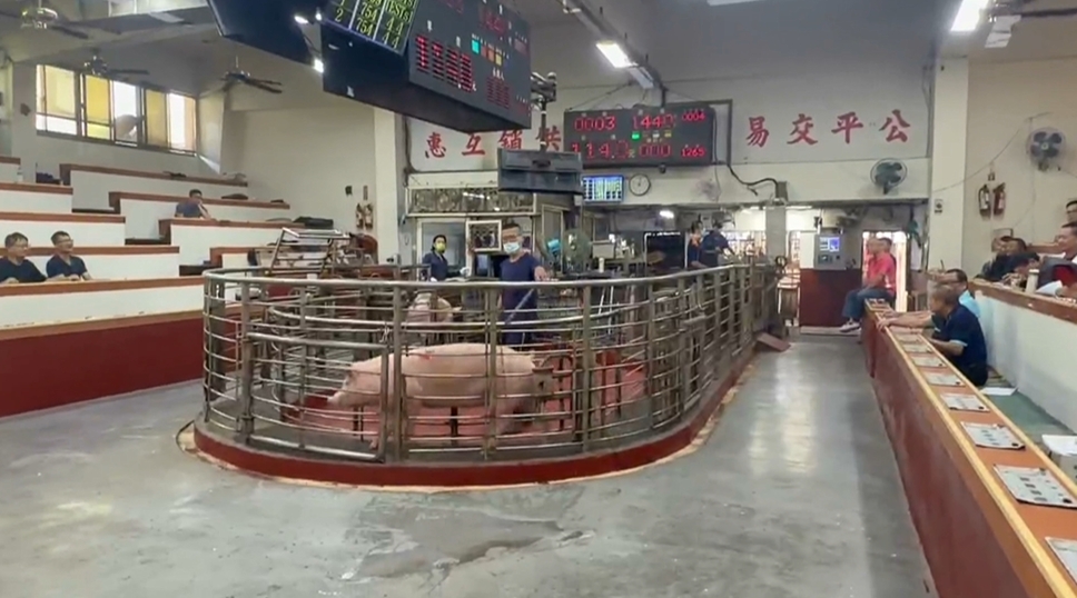 豬瘟禁令解封！大安肉品市場大消毒　交易熱絡豬價平穩