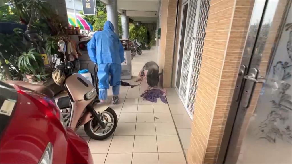 高雄人行道驚見「寵物豬」躺地酣睡 農業局憂染疫到場噴藥消毒