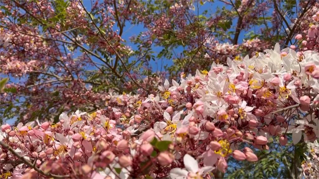 「粉」浪漫！　彰化二水花旗木盛開　遊客讚「媲美阿里山鐵道櫻花」