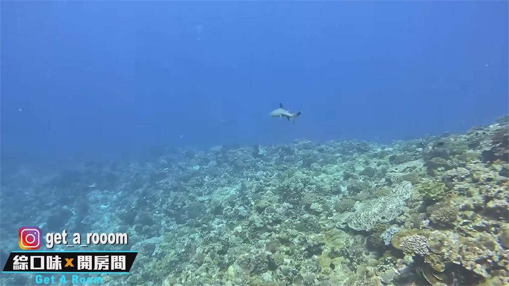 潛水竟遭魚纏上!他「被吃豆腐」瘋狂踢腿也甩不掉 自嘲:參加奧運會得名