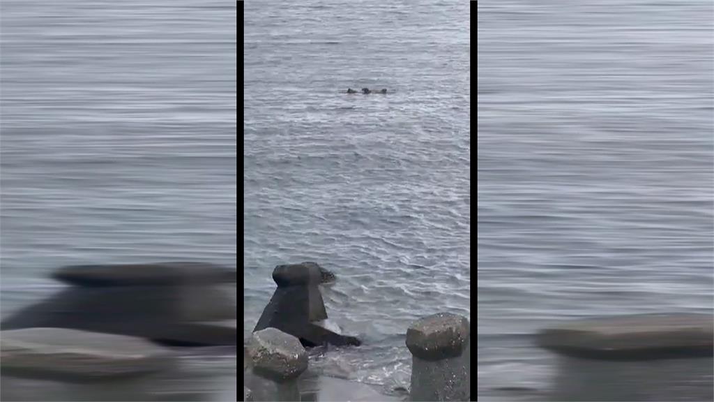 高雄老翁海泳遭流浪狗攻擊慘死 居民曝長期有人餵養屢勸不聽