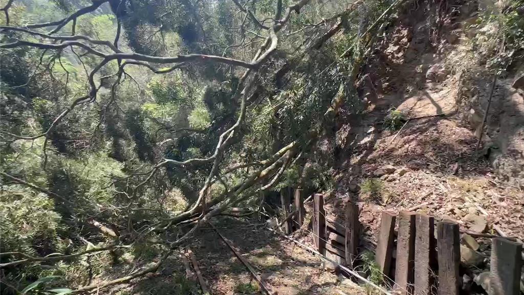 地震頻傳大樹傾倒橫躺軌道 阿里山森鐵緊急剎車