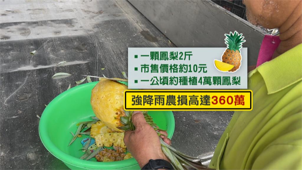 看天吃飯心酸! 「杜蘇芮」強降雨 花蓮鳳梨災損可能達360萬
