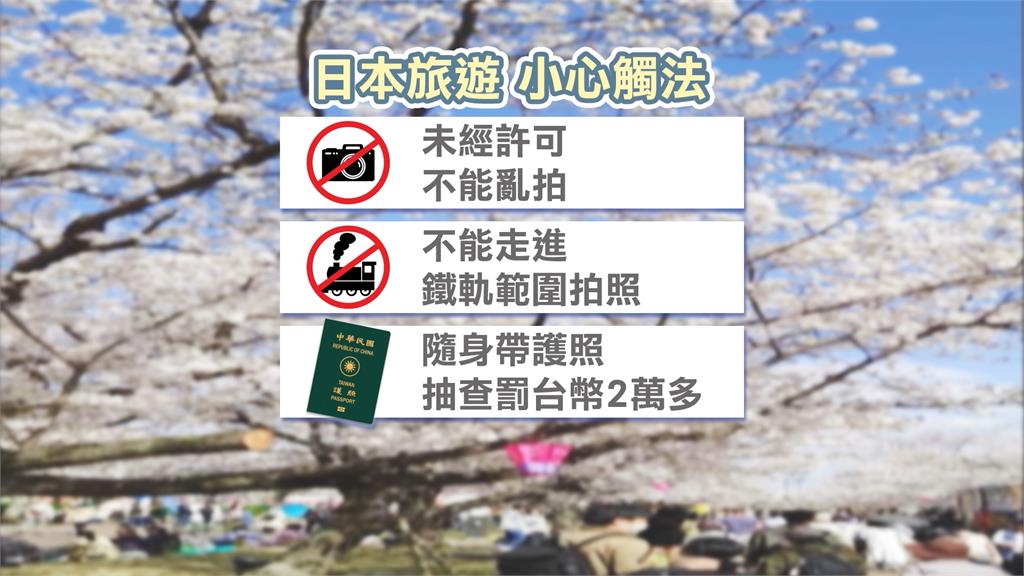 飛日本賞櫻要注意 伸手觸碰若折斷恐遭罰7萬元