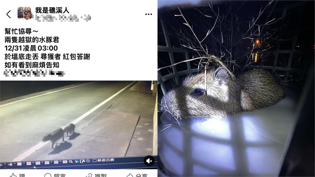 「水豚情侶檔」相揪去跨年!飼主看監控才知偷偷回家跑田裡玩耍