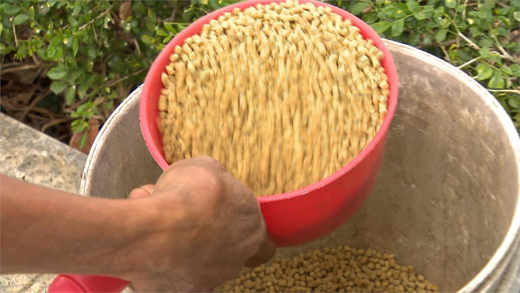 台中公園「鴿」滿為患! 市府出招餵節育飼料 控制數量