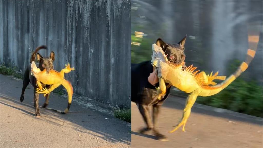 歐告大戰綠鬣蜥「10秒就KO」!叼戰利品雀躍狂奔畫面曝