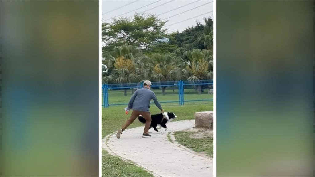 寵物公園衝突! 邊牧突狠咬薩摩耶 動保處:判定為攻擊性犬隻