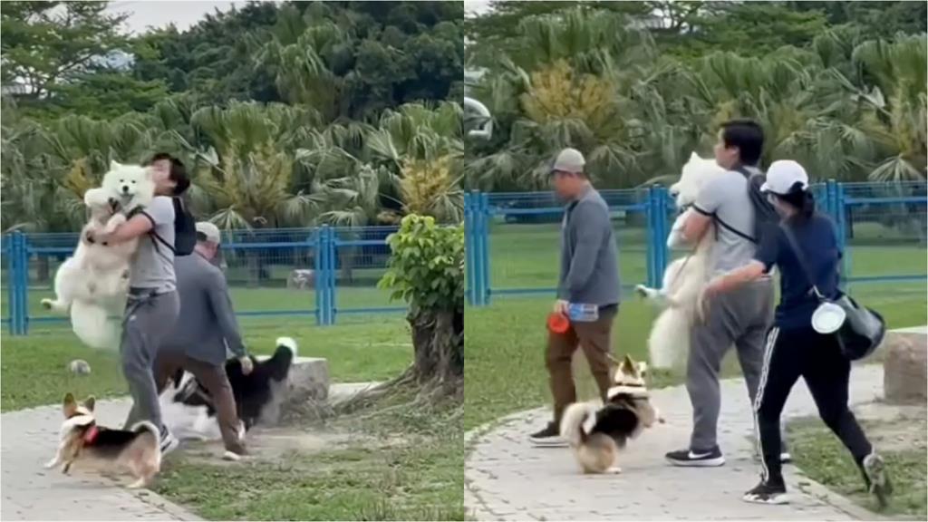 影/邊牧騰空「飛咬薩摩耶」震撼片曝!攻擊性犬「1情況」最高罰15萬