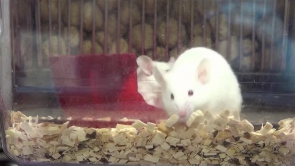 重大突破! 美科學家研發「小鼠大腦」 近千萬神經元打造 研究團隊首公開模型