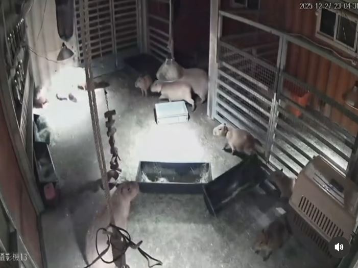 快新聞／強震夜襲宜蘭！水豚奔跑3秒定格、袋鼠「集體彈跳」畫面曝