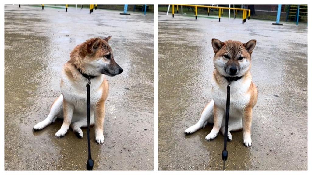 心碎柴柴「獨坐雨中」不肯走！超有戲表情惹心疼：讓我靜一靜…