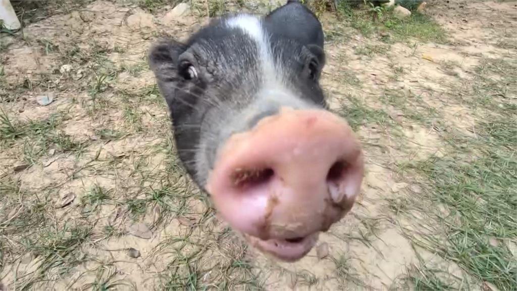 台中街頭驚見麝香豬"趴趴走" 若違法最高處100萬罰鍰