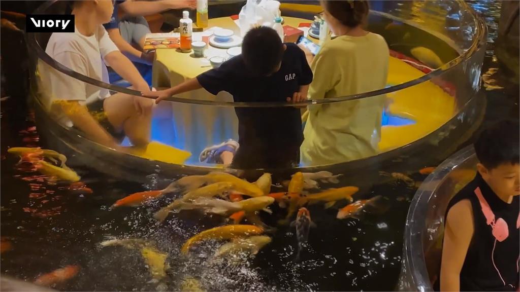 最受歡迎觀賞魚! 中餐廳推「錦鯉用餐區」