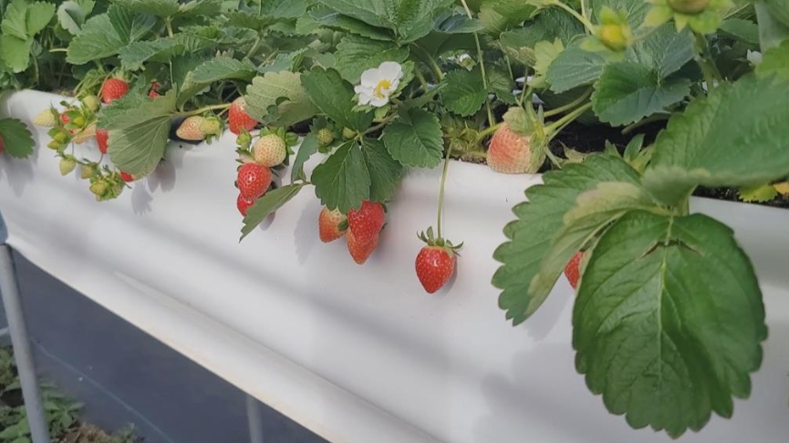 大湖草莓產量減 《阿仁牛軋餅》砸重本支持台灣草莓農 也不忘做公益