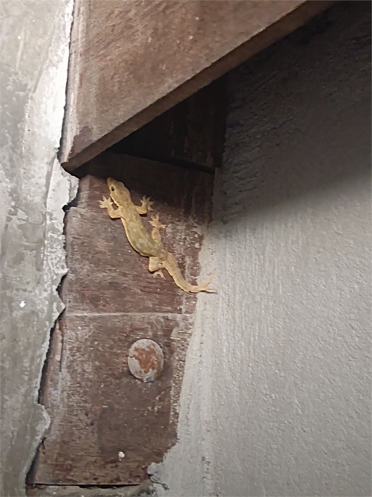 泰驚現詭異「雙頭壁虎」女嚇傻PO網求助 專家解釋真相其實超殘酷!