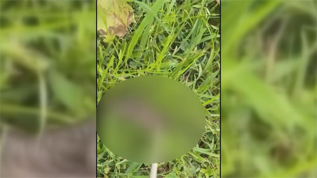 殘忍！草叢驚見「獼猴手掌」　疑遭殺害凶手最高罰30萬