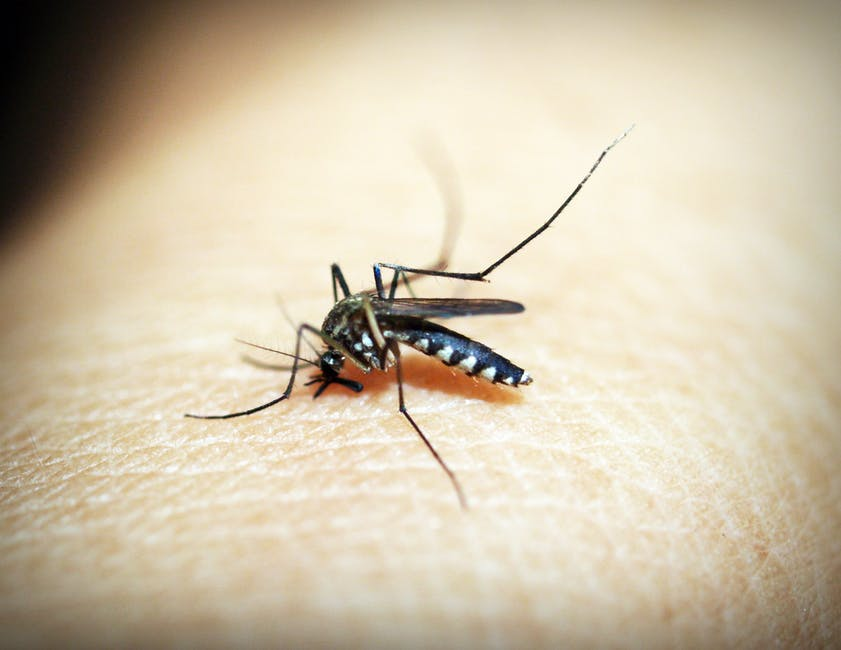 通通不准睡！科學家最新實驗「剝奪蚊子睡眠」：牠們瞬間沒食慾