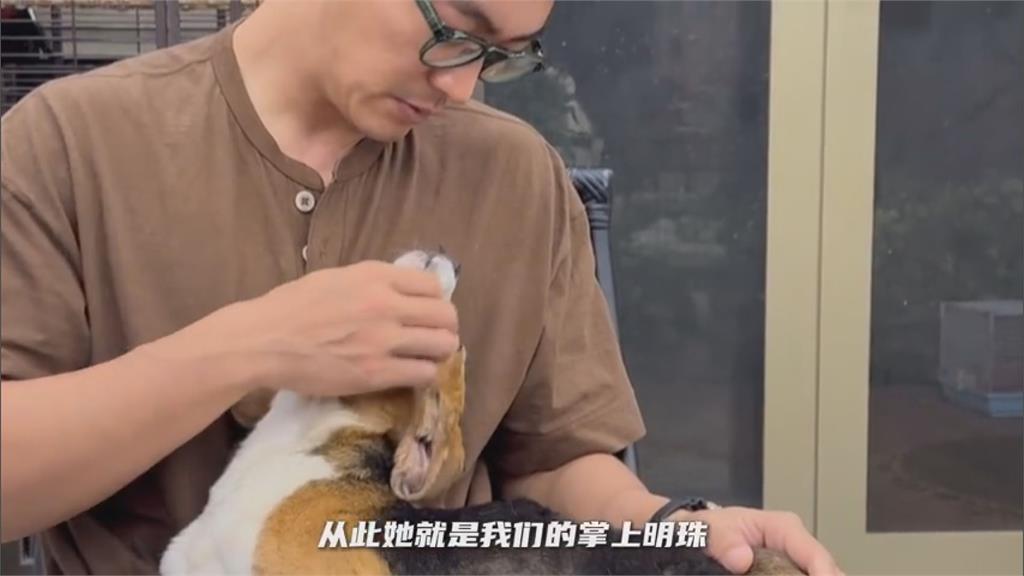 對抽血習以為常!男星路救實驗犬「全身傷引心疼」 取名藏洋蔥網友看哭了