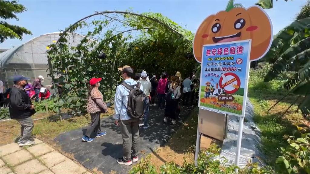 多達60種造型南瓜! 苗栗造橋打造200公尺南瓜隧道好美