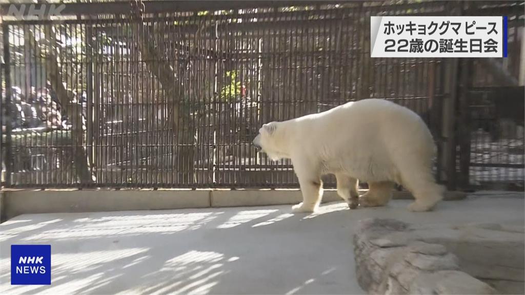 生日快樂！　日本人工飼育最長壽北極熊　「和平」歡慶22歲生日