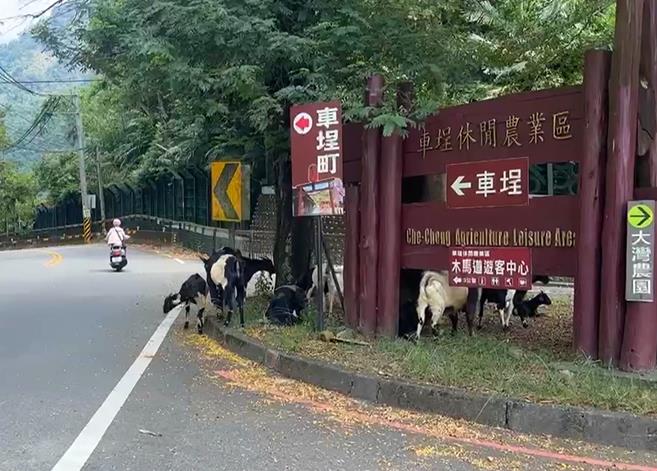 南投驚見「羊群」霸路吃草　疑同位飼主「二度放羊」