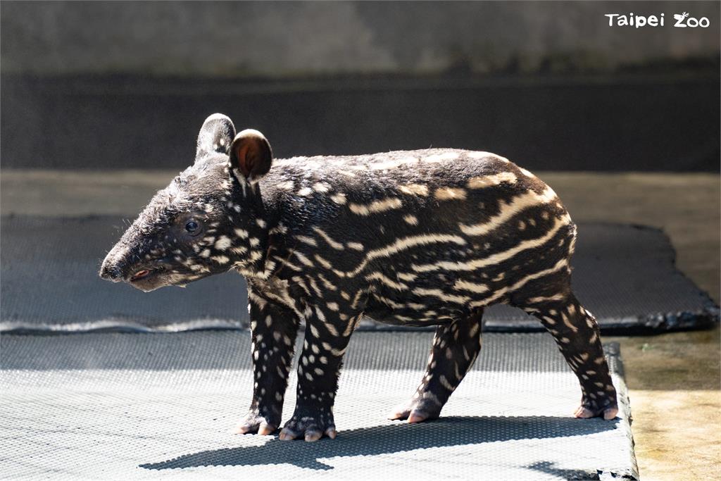 快新聞／台北動物園馬來貘寶寶滿月「名字出爐」！　園方親曝背後寓意