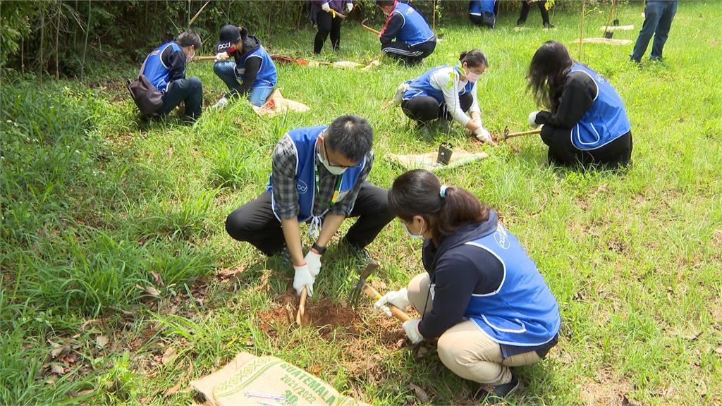 大肚山過度開發原生林消失 志工帶頭復育多年育苗逾萬顆