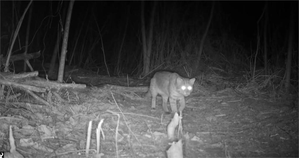 異言堂（影）／名間茶鄉恐變色　南投縣府規劃焚化爐　手搖飲茶葉產地大本營掀反彈