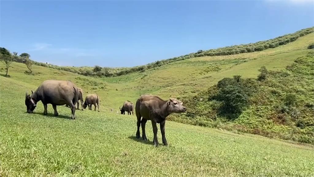 擎天崗水牛進入社區覓食 破壞農田在馬路上流浪