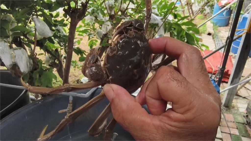 秋蟹來了！　苗栗大閘蟹上市　掃QR　Code　可溯源