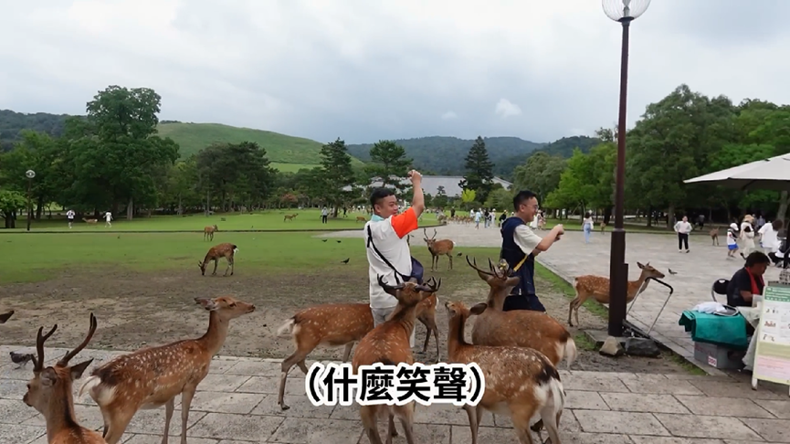 體驗日本奈良必訪行程！他公園餵鹿遭圍攻　崩潰喊：牠們報復性飲食