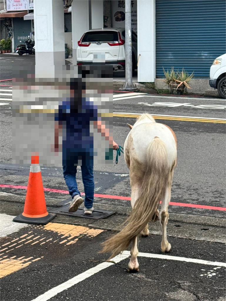 快新聞／不懼巴威逛大街！高雄驚見「這傢伙」獨自漫步　下場曝光