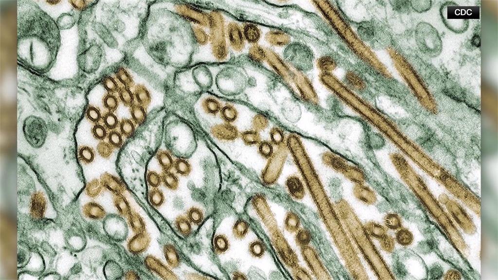 美國保育機構20隻大貓染H5N1亡　家貓吃冷凍生火雞也病死