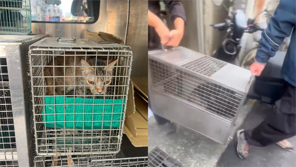 13隻貓疑遭虐待慘死！北市28歲女拎「兩袋貓屍」被抓包⋯屍臭屋現場曝光