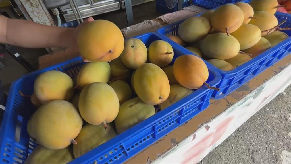 中國禁令影響不大　台芒果賣到日韓價格是中國4倍