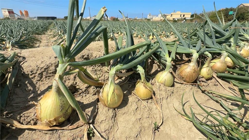洋蔥正著時！獨特「落山風」　屏東車城洋蔥田大豐收
