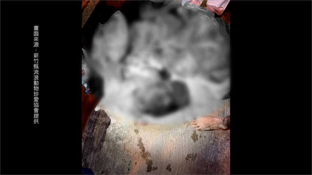 恐怖狗肉交易鏈曝！面交「開袋驚見殘肢」　越南移工落網辯：賺外快