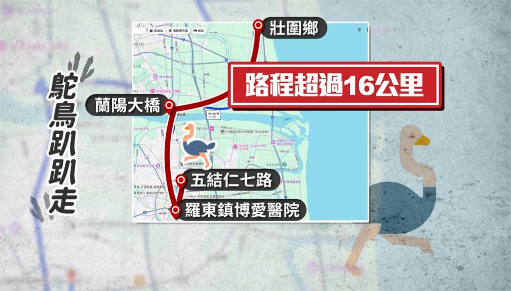 宜蘭驚見鴕鳥半夜「狂飆16公里」　疑被間歇性陣雨「嚇到逃家」