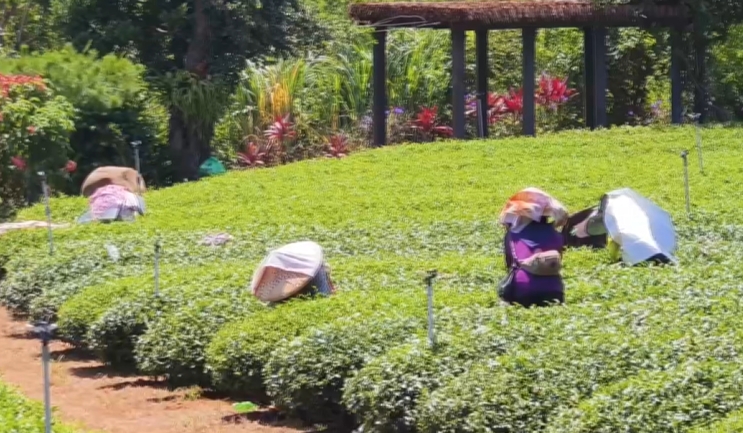 「遮陽板」新用法 茶農「披身上」防曬傷曝:涼涼的