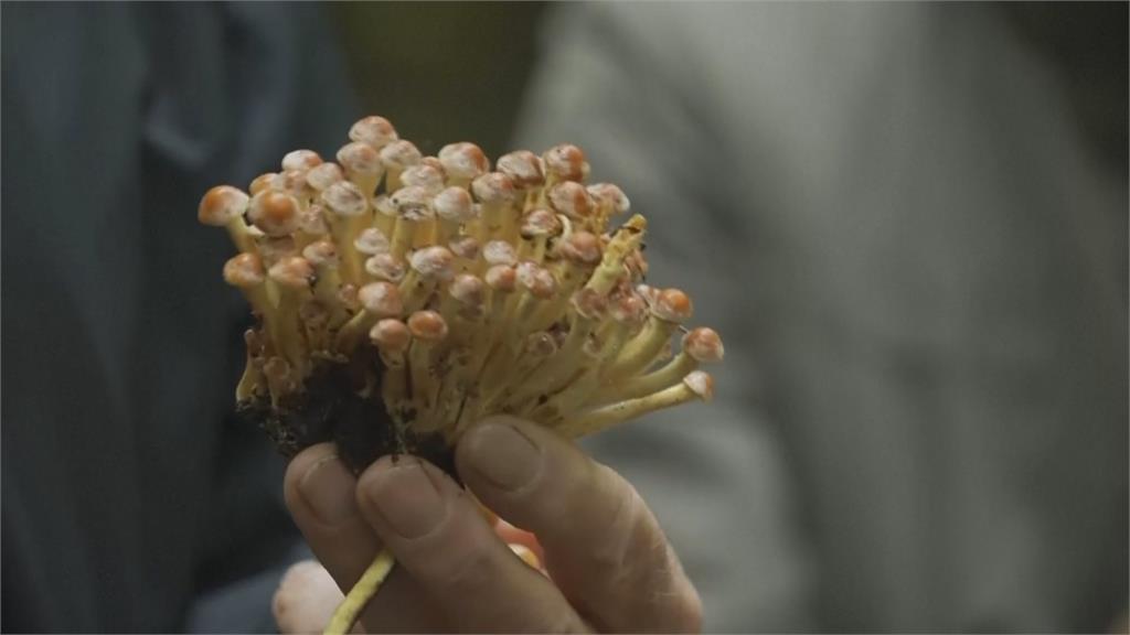 德國掀「採菇潮」 跟隨菌類專家辨識菇類