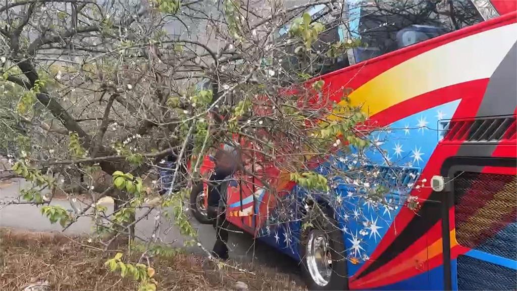 南投信義賞梅亂象！　遊覽車駕駛為過窄彎"拔梅樹"