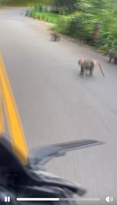 日月潭環潭公路猴群現蹤！　民眾笑「猴子大哥要出征了」