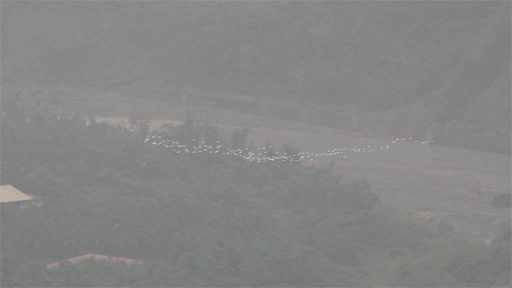 雲林古坑黃頭鷺群飛遷徙　2小時14群變化隊形如「白龍過境」