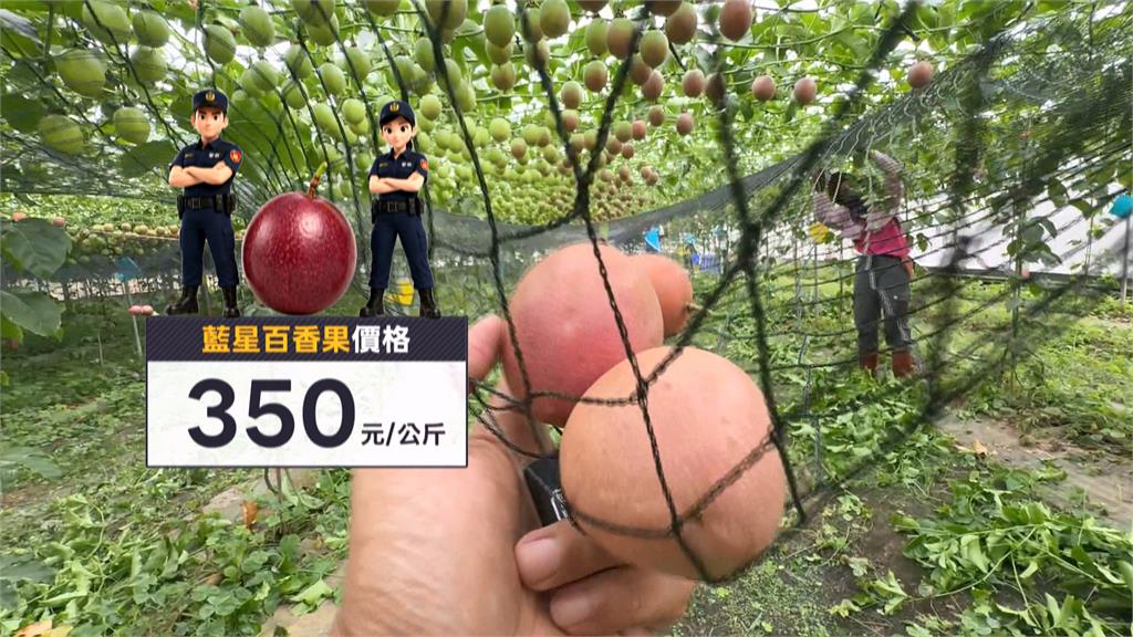 「藍星百香果」拍賣價破每公斤350元　屏東警啟動護果防小偷